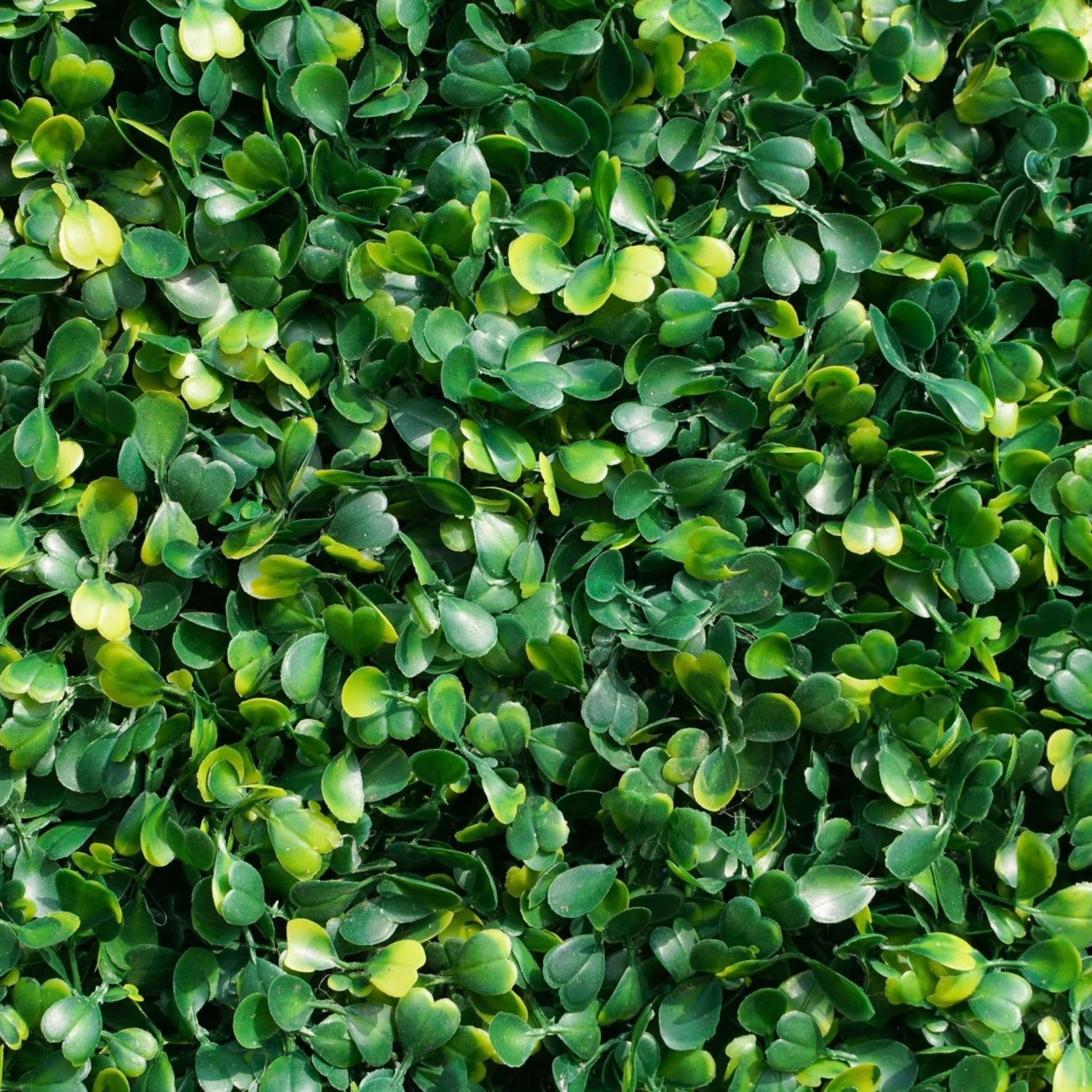 Close up of boxwood greenery backdrop