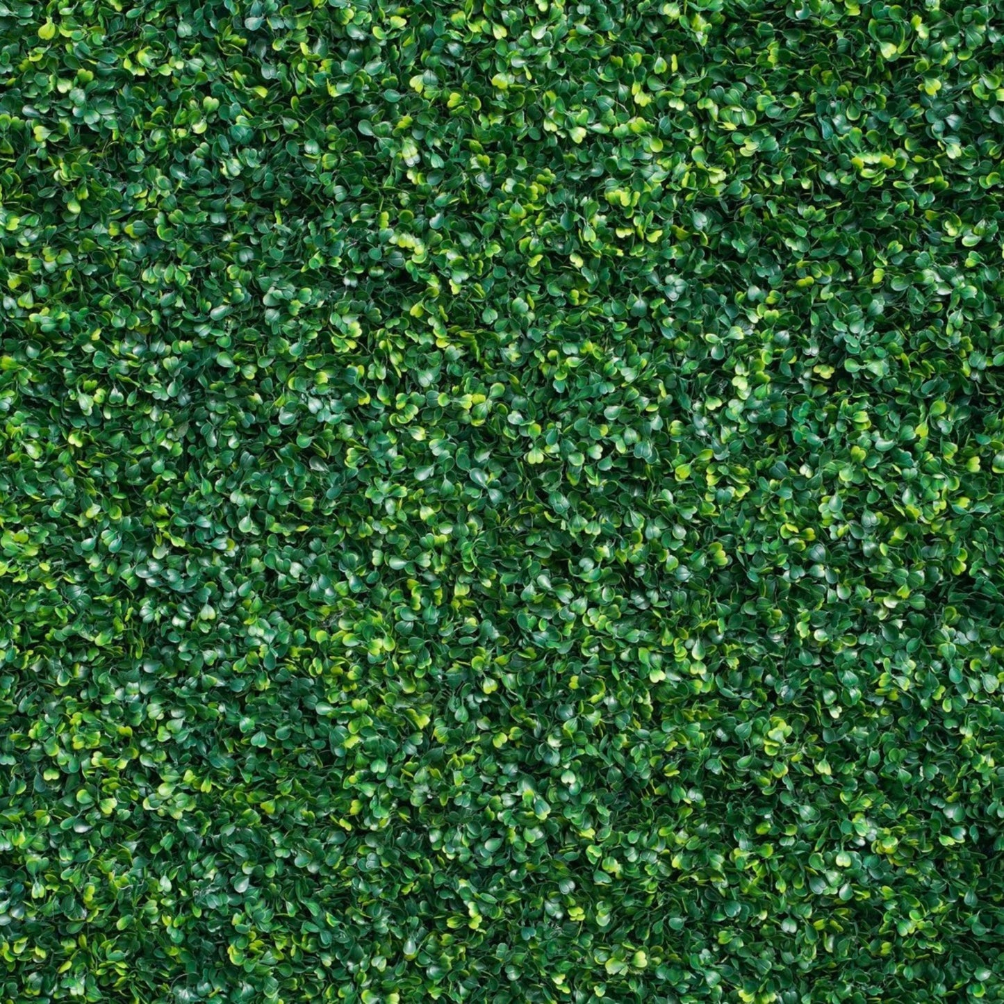 Green boxwood wall backdrop